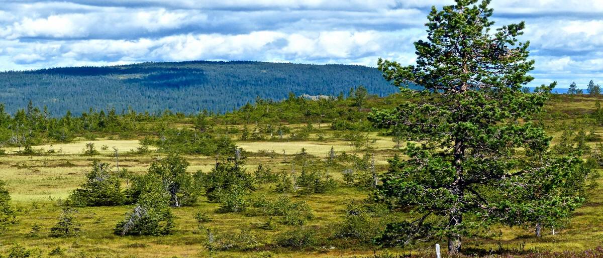 Plan de Manejo de Bosque Nativo Para Recuperar Terrenos con Fines Agricolas