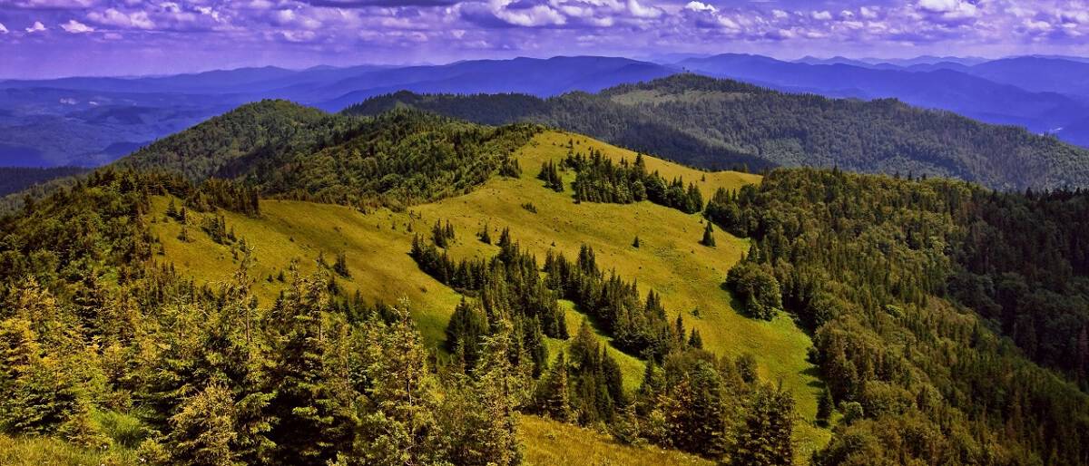 Conservacion y uso sustentable de la diversidad biologica