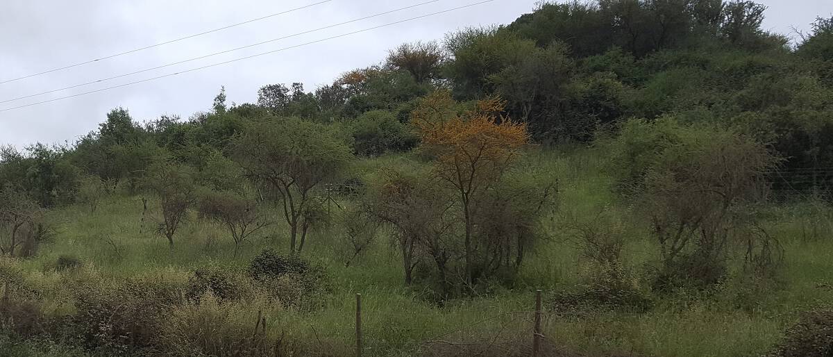 Informes forestales, bosque nativo